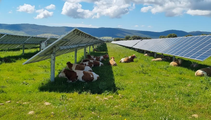 Agrivoltaics Farm with Cows