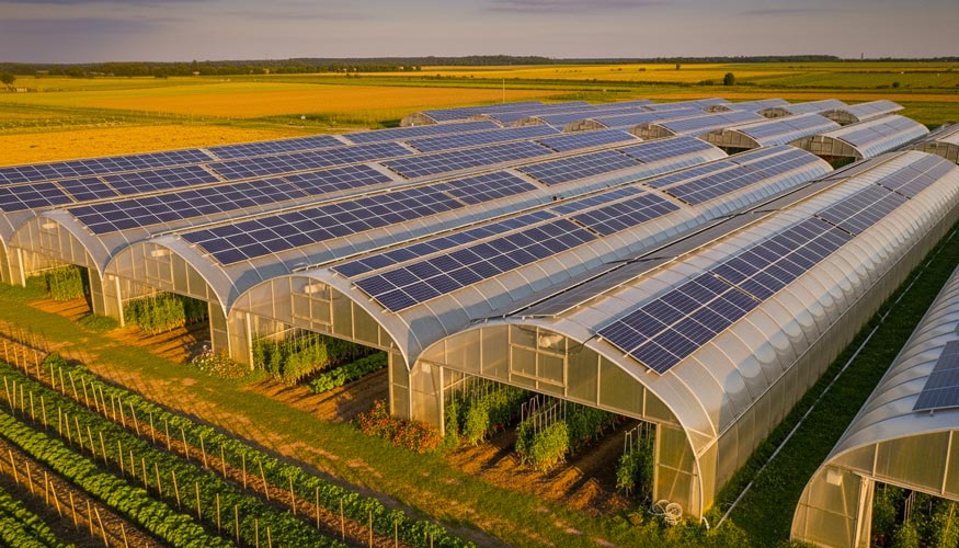 Agrivoltaics Farm with Solar Panels on Greenhouses